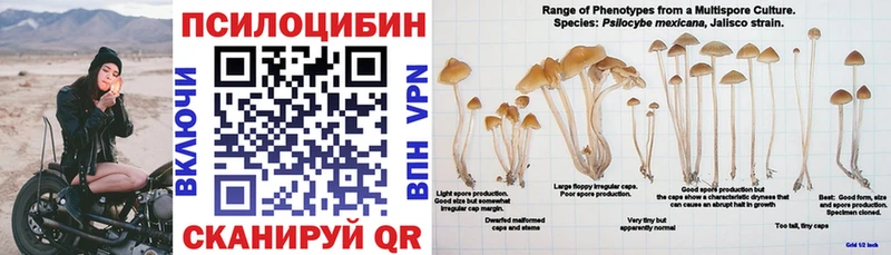 omg ONION  даркнет сайт  Орск  Галлюциногенные грибы Psilocybe 
